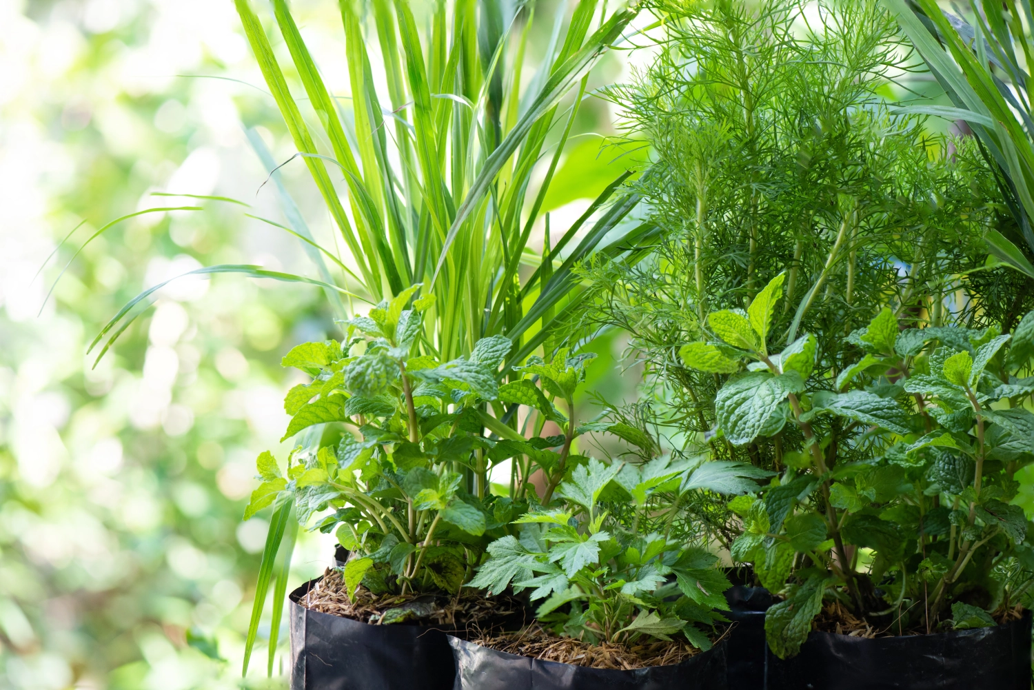 Organic Garden